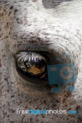 Horse Eye Stock Photo