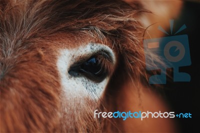 Horse Eye Close Up Stock Photo