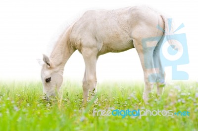 Horse Foal In Grass Isolated On White Stock Photo