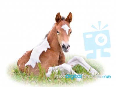 Horse Foal Resting In Grass Isolated On White Stock Photo