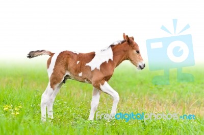 Horse Foal Walking In Green Grass Stock Photo