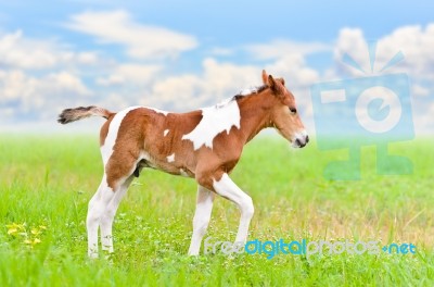 Horse Foal Walking In Green Grass Stock Photo