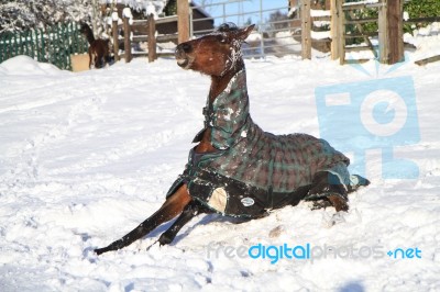 Horse Having A Stretch Stock Photo