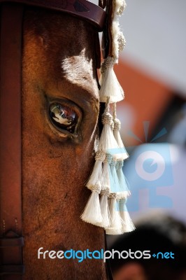 Horse  Head Stock Photo