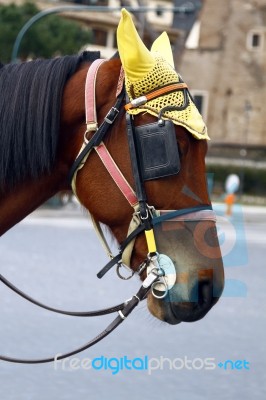 Horse Head With Ear Protection Stock Photo