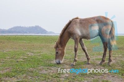 Horse In Farm Feeding Field Stock Photo