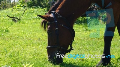 Horse In The Country Side Of Russia Stock Photo