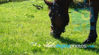 Horse In The Country Side Of Russia Stock Photo