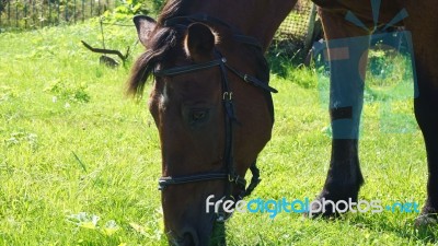 Horse In The Country Side Of Russia Stock Photo