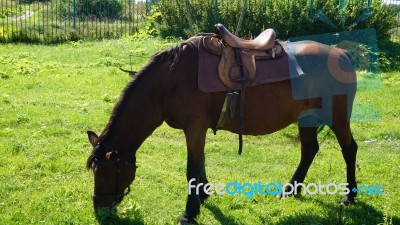 Horse In The Country Side Of Russia Stock Photo