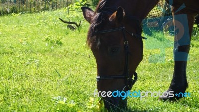 Horse In The Country Side Of Russia Stock Photo