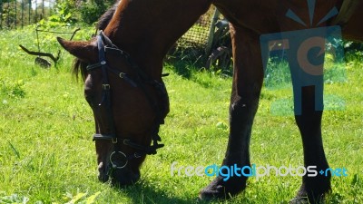 Horse In The Country Side Of Russia Stock Photo