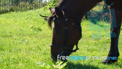 Horse In The Country Side Of Russia Stock Photo