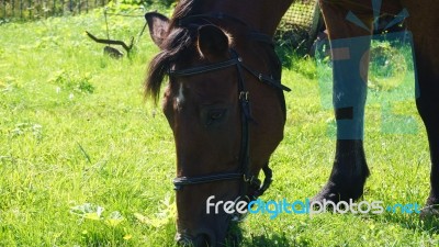 Horse In The Country Side Of Russia Stock Photo