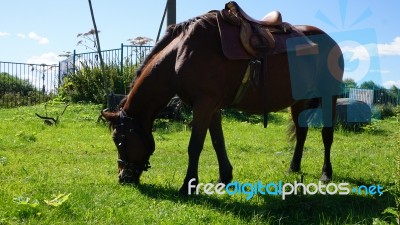 Horse In The Country Side Of Russia Stock Photo