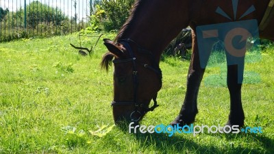 Horse In The Country Side Of Russia Stock Photo