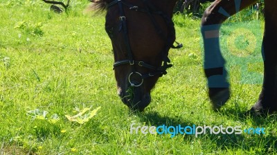 Horse In The Country Side Of Russia Stock Photo