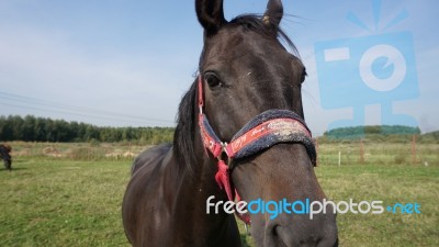 Horse In The Country Side Of Russia Stock Photo