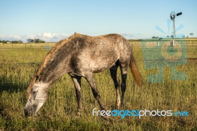 Horse In The Countryside Stock Photo