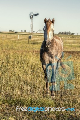 Horse In The Countryside Stock Photo