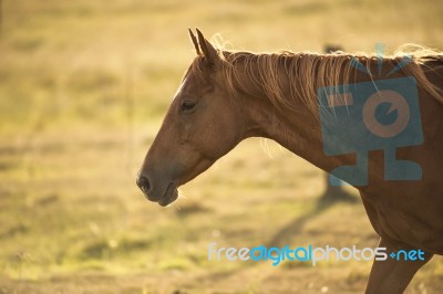 Horse In The Countryside Stock Photo