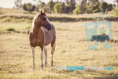 Horse In The Countryside Stock Photo