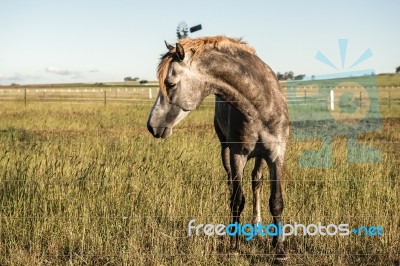 Horse In The Countryside Stock Photo