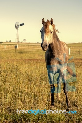 Horse In The Countryside Stock Photo