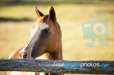 Horse In The Countryside Stock Photo