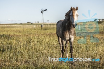 Horse In The Countryside Stock Photo