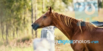 Horse In The Countryside Stock Photo