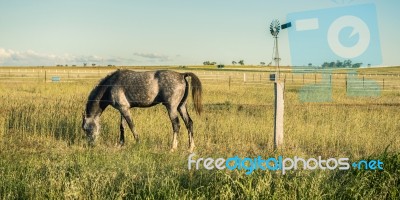 Horse In The Countryside Stock Photo