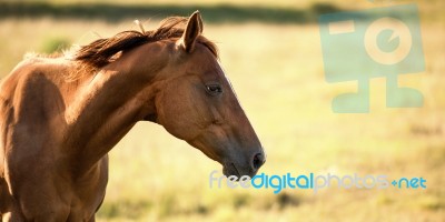 Horse In The Countryside Stock Photo