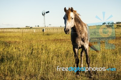 Horse In The Countryside Stock Photo