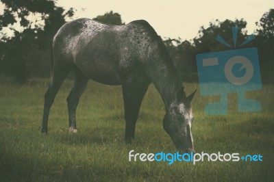 Horse In The Countryside Stock Photo