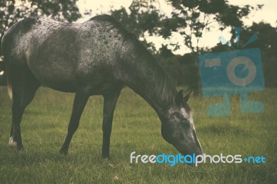 Horse In The Countryside Stock Photo