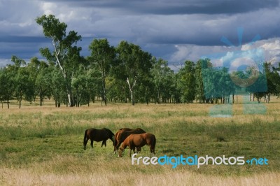 Horse In The Countryside Stock Photo