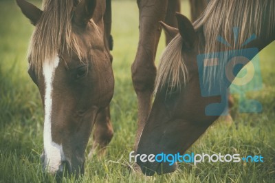 Horse In The Countryside Stock Photo