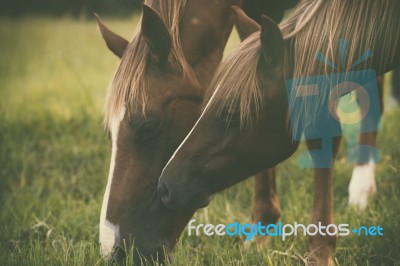 Horse In The Countryside Stock Photo