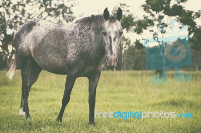 Horse In The Countryside Stock Photo