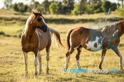 Horse In The Countryside Stock Photo