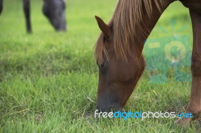 Horse In The Countryside Stock Photo