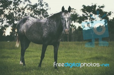 Horse In The Countryside Stock Photo