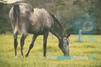 Horse In The Countryside Stock Photo