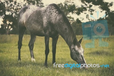 Horse In The Countryside Stock Photo