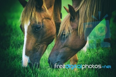 Horse In The Countryside Stock Photo