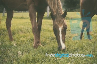 Horse In The Countryside Stock Photo