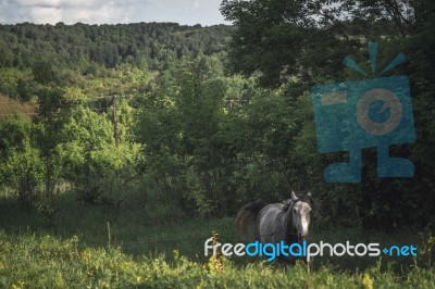 Horse In The Green Field Horizontal Stock Photo