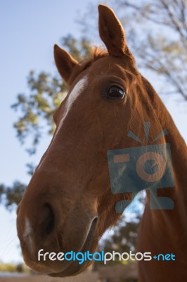 Horse In The Paddock Stock Photo