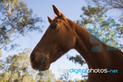 Horse In The Paddock Stock Photo